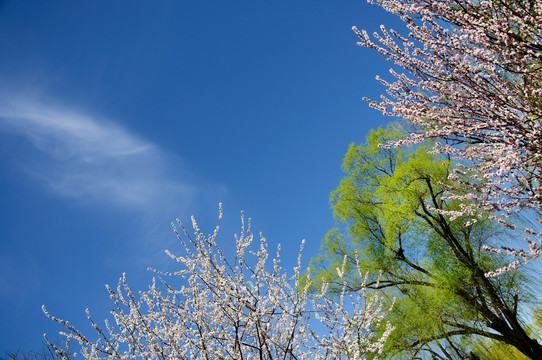 桃红柳绿花色春