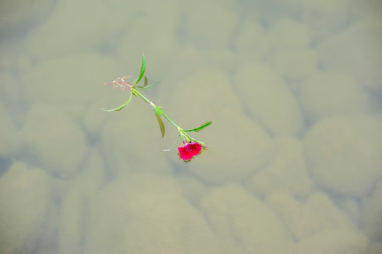 漂在水上的石竹花