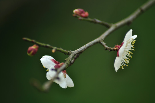 梅花