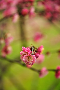 梅花