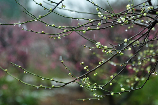 梅花