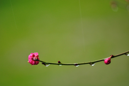 梅花