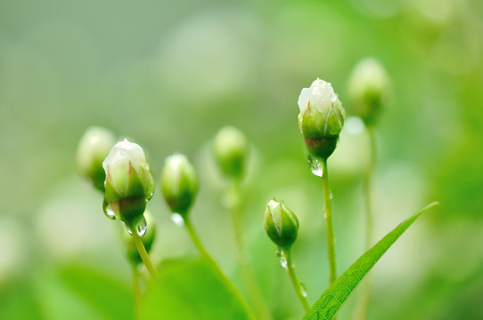 茉莉花