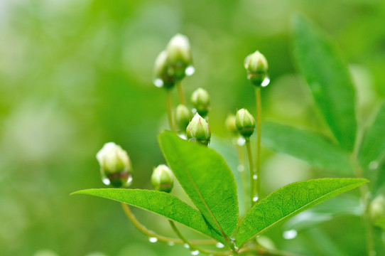 茉莉花