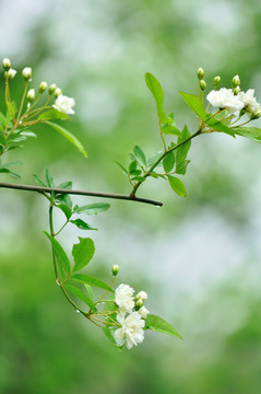 茉莉花