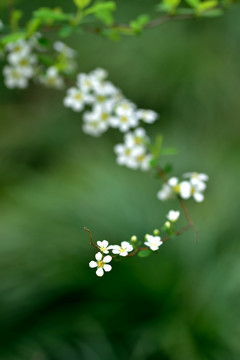 喷雪花