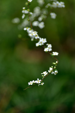 喷雪花