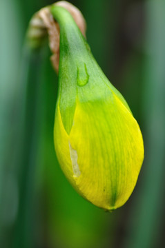 水仙花