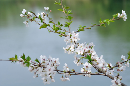 樱花