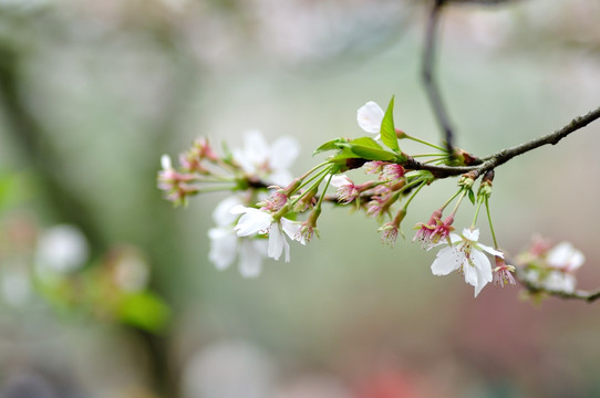 樱花