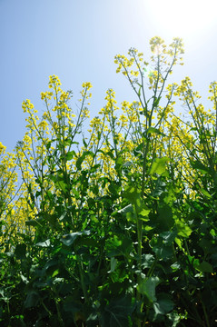 油菜花