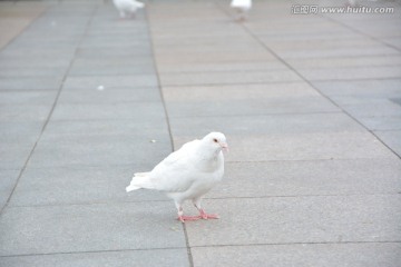 和平鸽