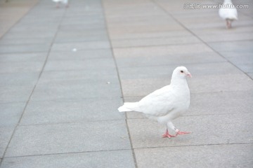 和平鸽