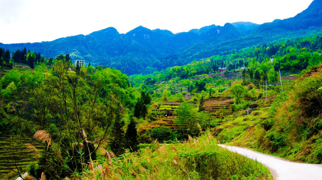 山林山地 春树 春色