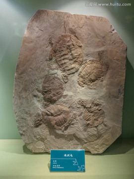 满洲龟化石