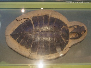 古代龟类化石