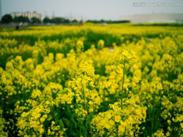 油菜花田地