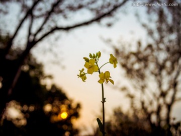 夕阳下一只油菜花