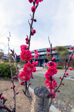 红色桃花