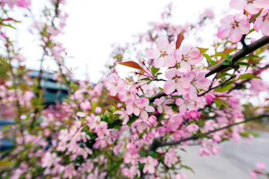 樱花开