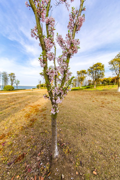 樱花树