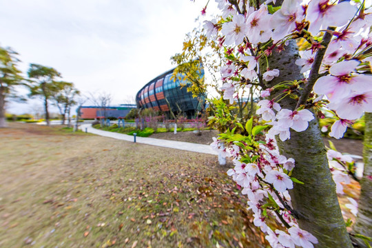 樱花树