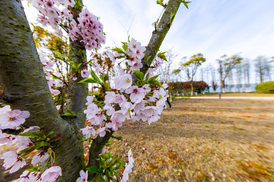 樱花树