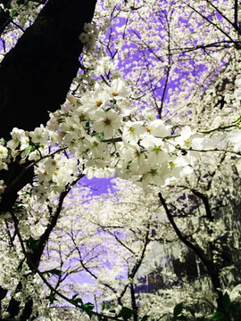 日本樱花