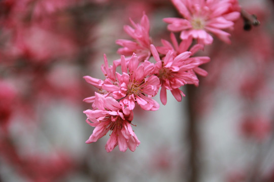 红色桃花