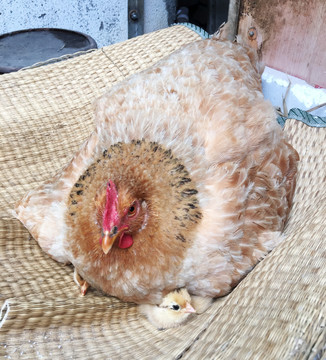 母鸡孵蛋