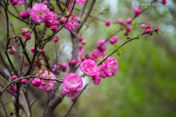 海棠花