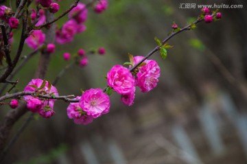 貼梗海棠
