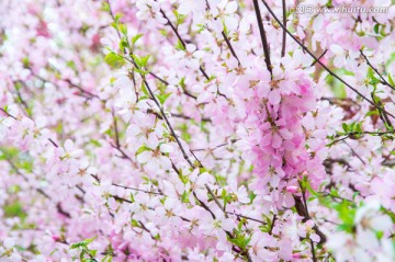 海棠花