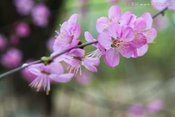海棠花