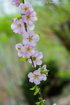 梅花