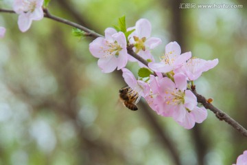 海棠花