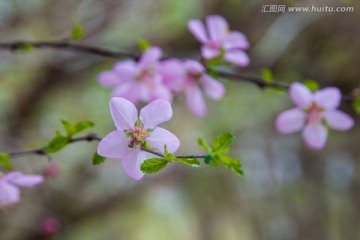 海棠花