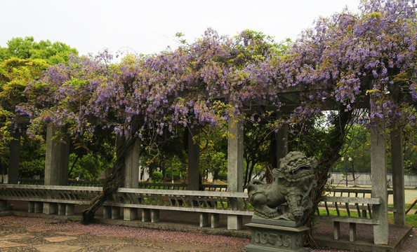 紫藤 藤萝 植物花卉