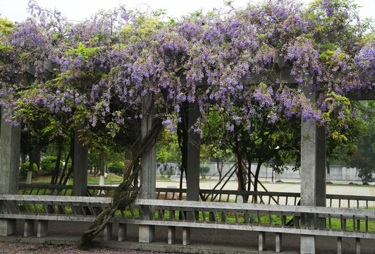 紫藤 藤萝 植物花卉