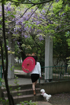 紫藤花 女人