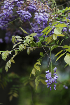 紫藤 植物 花卉