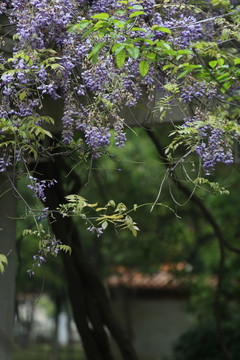 紫藤 植物 花卉