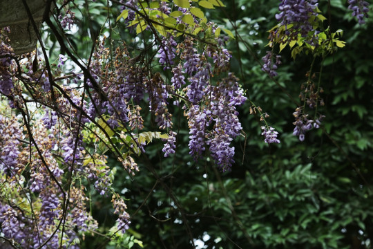 紫藤 植物 花卉