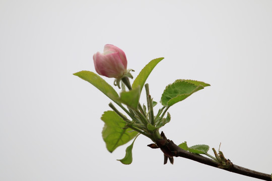 苹果花