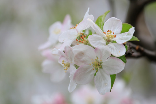 苹果花