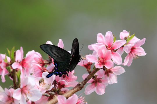 蝶恋花