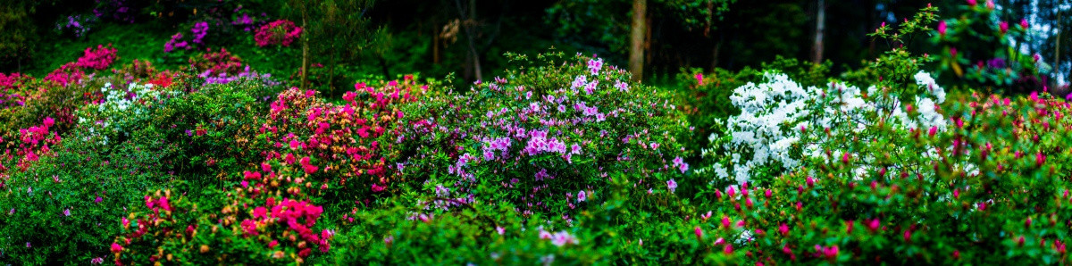 花舞人间