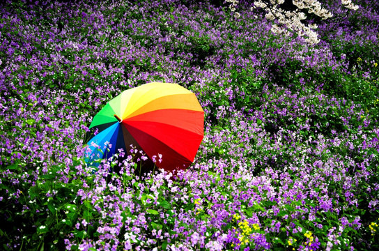 花海里的彩虹伞