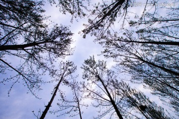 树林天空