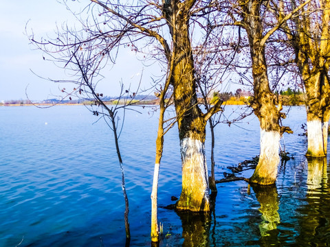 水中树